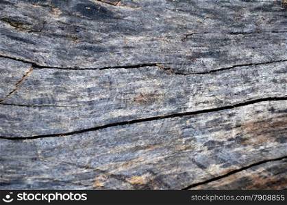 Detail of dead wood