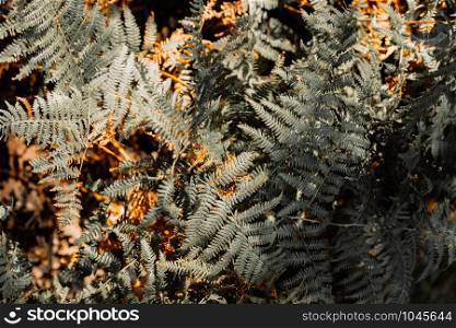 Detail of ferns in an autumn forest