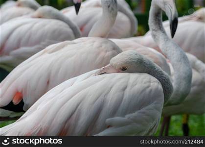 Detail of flamingo&rsquo;s face  with background. A flock of flamingos on a background.
