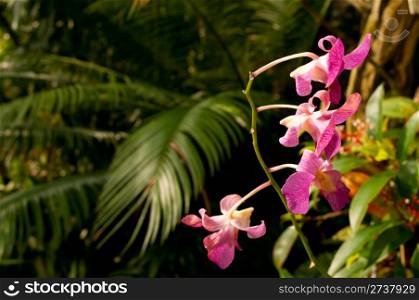 Detail of Flowers Dense Tropical Rain Forest