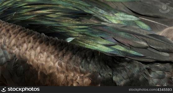 Detail of Great frigatebird (Fregata minor) plumage, Genovesa Island, Galapagos Islands, Ecuador
