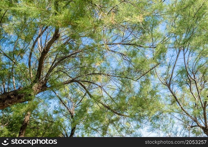 Detail of green tree branches on blue sky background