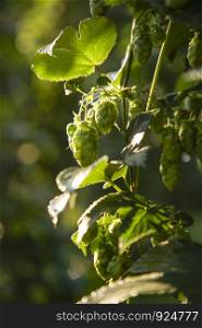 Detail of hops plant with green umbel and leaves close up