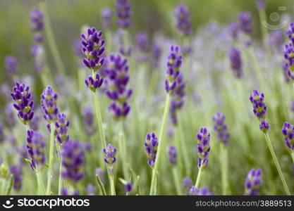 Detail of Lavander Flower on the field