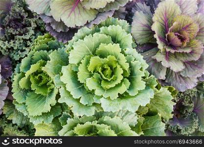 Detail of many beautiful cabbage.