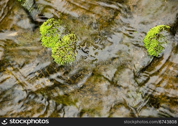 Detail of moss in a small river. Detail of green moss surrounded by water in a small river
