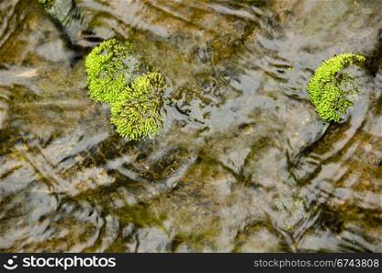 Detail of moss in a small river. Detail of green moss surrounded by water in a small river