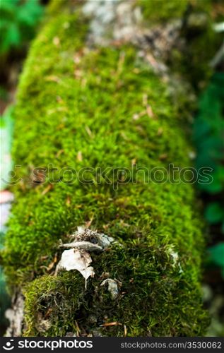 Detail of moss on a fallen tree trunk
