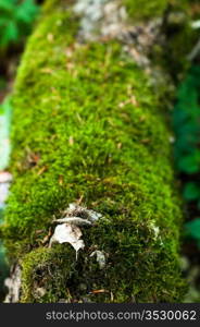 Detail of moss on a fallen tree trunk