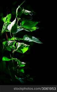 Detail of nettle plant on a black background