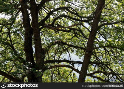 Detail of oak branches, with green leaves, during summer, in the Marche region of Italy