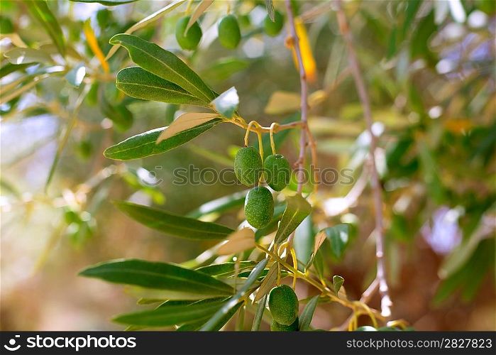 Detail of olive tree with green olives fruit in Mediterranean spain