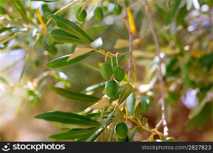 Detail of olive tree with green olives fruit in Mediterranean spain