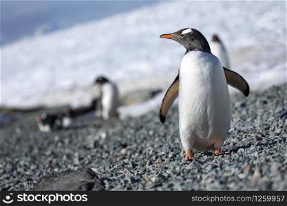 Detail of penguin with drops of water on white feathers stands on shore and looks around