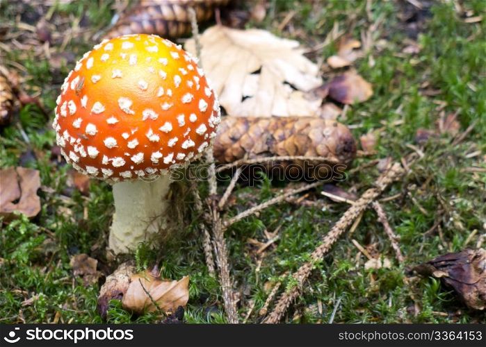 Detail of Poisonous Amanita Mushroom in the Forest