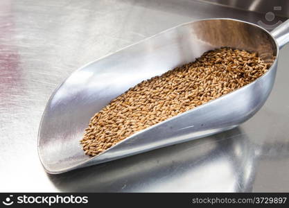 Detail of raw malt in a premium brewery