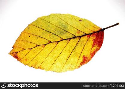 Detail of red Beech leaf , Fagus