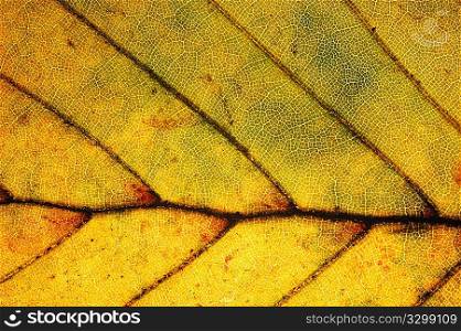 Detail of red Beech leaf , Fagus