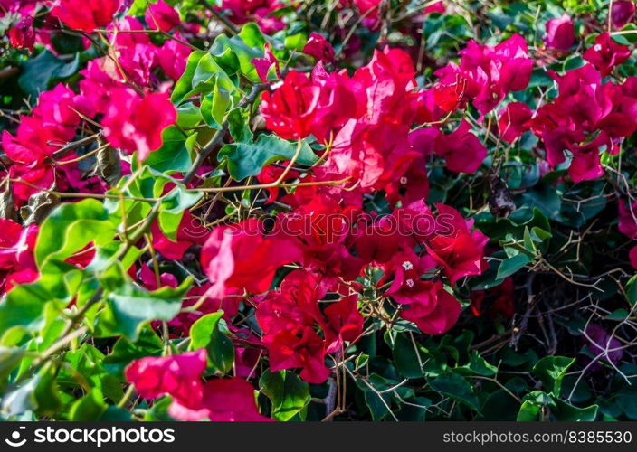 Detail of red Bougainvillea flowers in the Mediterranean town of Alicante, Spain