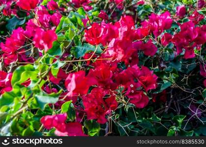 Detail of red Bougainvillea flowers in the Mediterranean town of Alicante, Spain