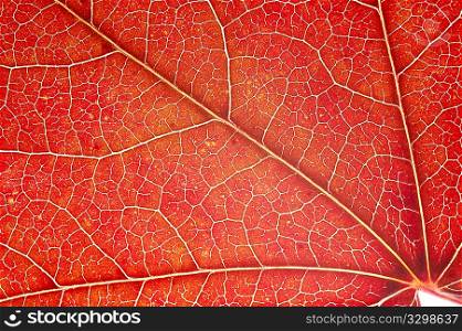 Detail of red maple leaf (acer rubrum)