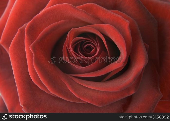 Detail Of Red Rose