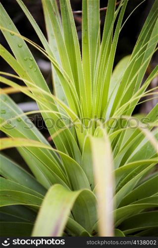 Detail of sharp and pointed green leaves