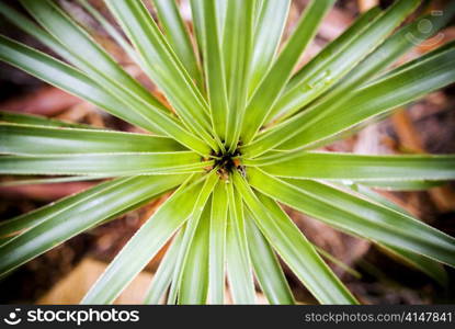 Detail of sharp and pointed green leaves