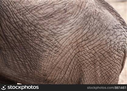 Detail of skin of elephant as a texture and background gray