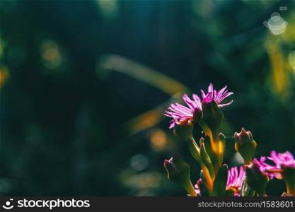Detail of some purple flowers of delosperma cooperi on their backs illuminated by the sun