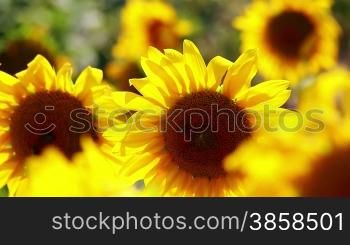 Detail of sunflower field in breeze with backlight sun