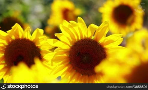 Detail of sunflower field in breeze with backlight sun