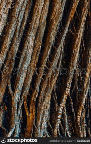Detail of the bark of an ancient chestnut