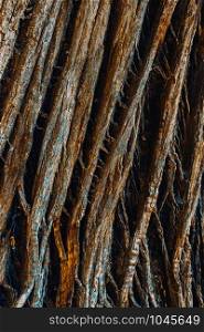 Detail of the bark of an ancient chestnut