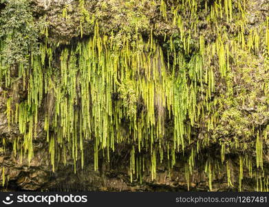 Detail of the ferns and other plants hanging from rocks at Fern Grotto on Wailua river in Kauai. Dripping ferns hanging down at Fern Grotto on Wailua river in Kauai