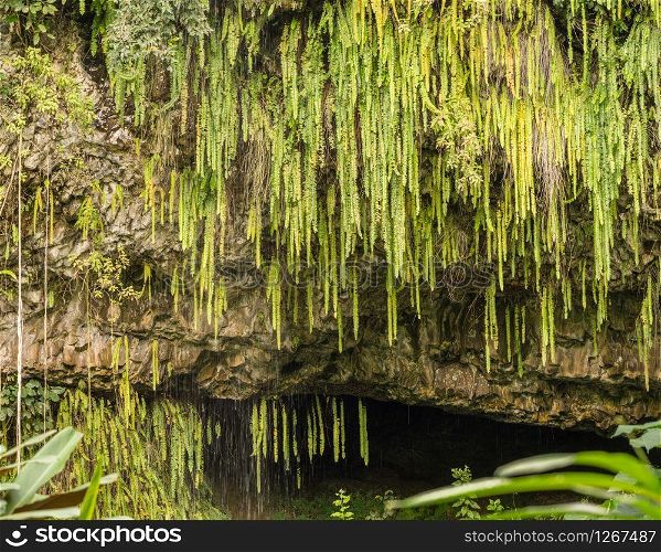 Detail of the ferns and other plants hanging from rocks at Fern Grotto on Wailua river in Kauai. Dripping ferns hanging down at Fern Grotto on Wailua river in Kauai