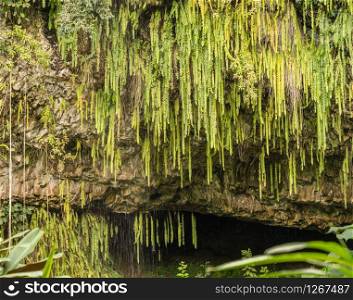 Detail of the ferns and other plants hanging from rocks at Fern Grotto on Wailua river in Kauai. Dripping ferns hanging down at Fern Grotto on Wailua river in Kauai