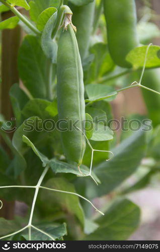 detail of the green pea beans on the organic garden plant