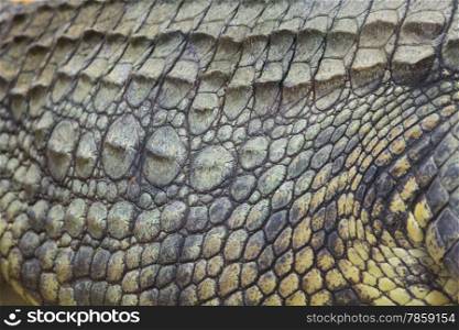 detail of the hard skin of a giant Nile crocodile (Crocodylus niloticus)