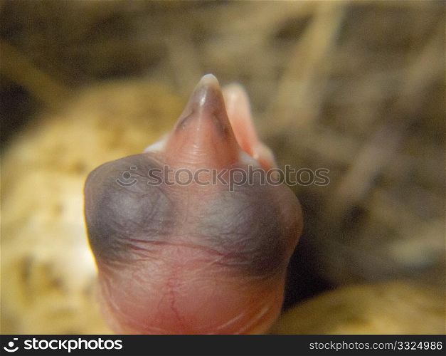 detail of the head of a White Wagtail newborn