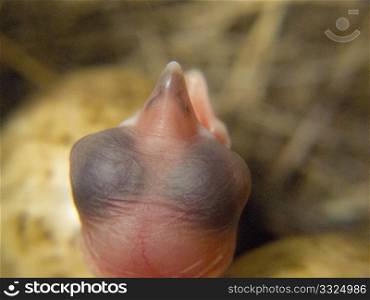 detail of the head of a White Wagtail newborn