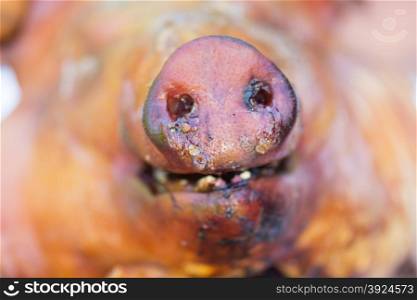 Detail of the nose of a suckling pig. Detail of the nose of a grilled suckling pig