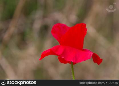 detail of the red poppy floret in the spring