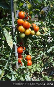 detail of tomato plant with ripe red fruits
