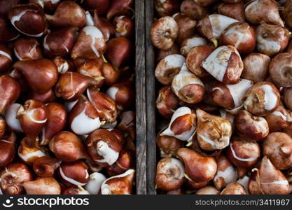 Detail of tulips bulbs in Amsterdam flowers market