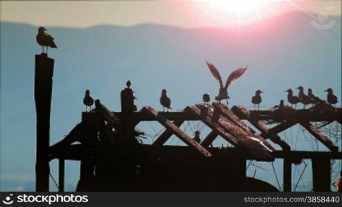 Detail of vintage fisherman house, seagulls on the top it, backlight. Dojran Lake, Macedonia.