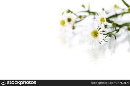 Detail of white flowers isolated over white with reflection