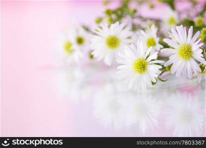 Detail of white flowers with reflection on pink background