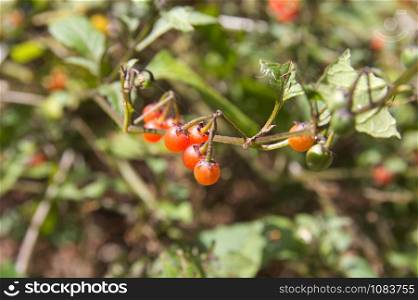 Detail of wild red fruits of the forest of the island of La Gomera in the archipelago of the Canary Islands, Spain