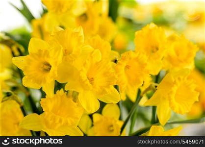 Detail of yellow narcissus spring flower